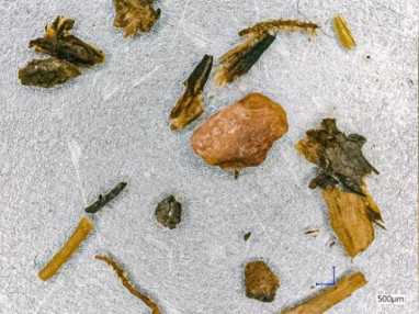 2.kép_A megkövesedett növényi maradványok mikroszkóp alatt