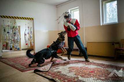 Közös járőrkutya képzés a Veszprém Rendőrfőkapitányság szakállományával KLAC2100